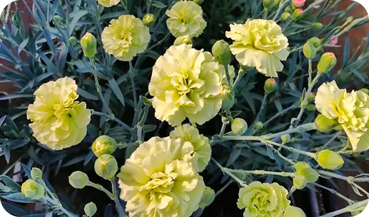 Farmers Talk 花のある暮らしを支える人たち